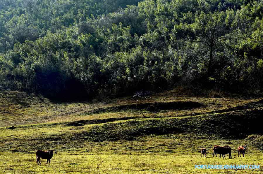 Paisagem da floresta de bambu selvagem na província de Shaanxi