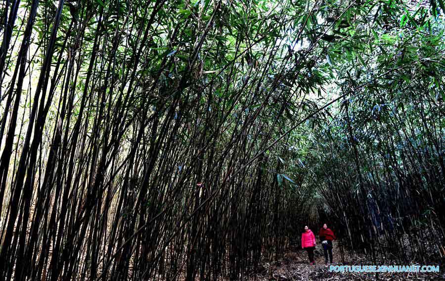 Paisagem da floresta de bambu selvagem na província de Shaanxi