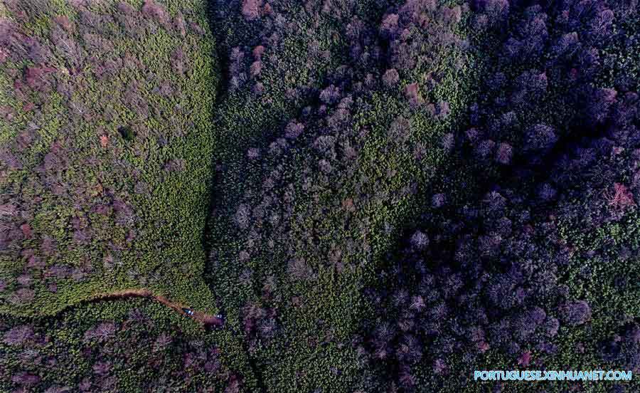 Paisagem da floresta de bambu selvagem na província de Shaanxi