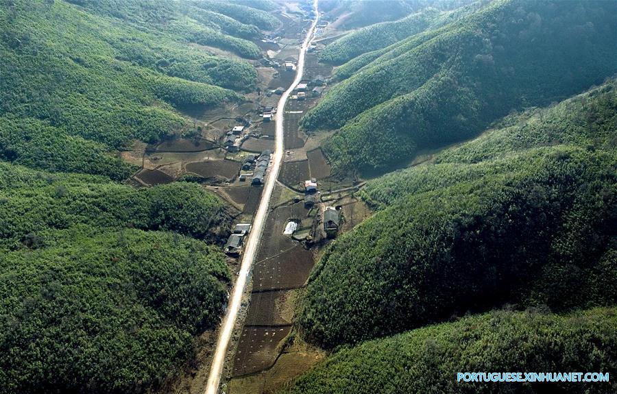 Paisagem da floresta de bambu selvagem na província de Shaanxi