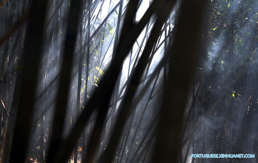Paisagem da floresta de bambu selvagem na província de Shaanxi