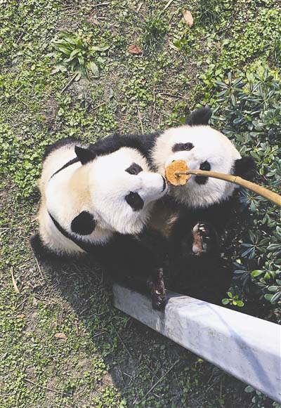 Pandas gigantes voltam dos EUA e se adaptam à vida na China