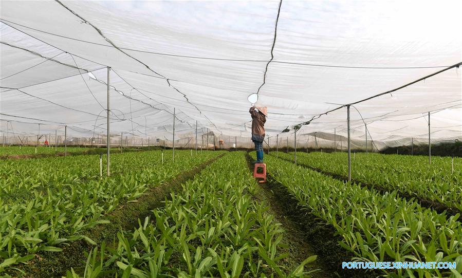 Agricultores colhem vegetais no sul da China