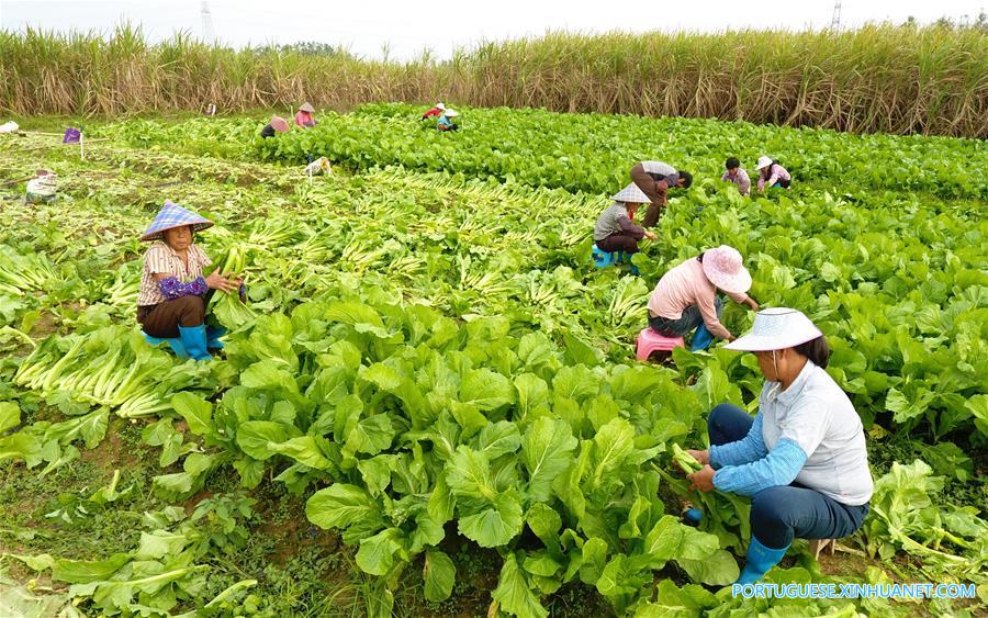 Agricultores colhem vegetais no sul da China