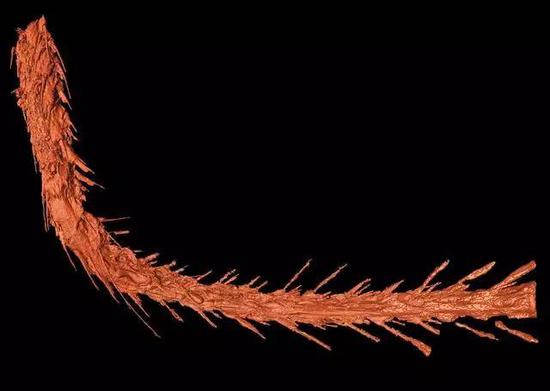 Cauda de dinossauro conservada em âmbar encontrada por cientistas chineses e estrangeiros