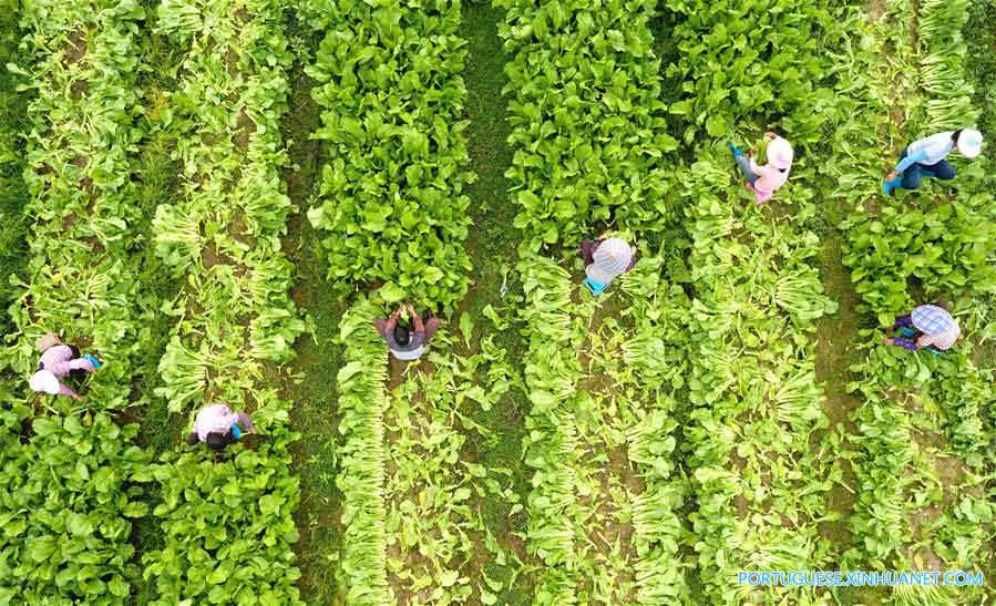 Agricultores colhem vegetais no sul da China