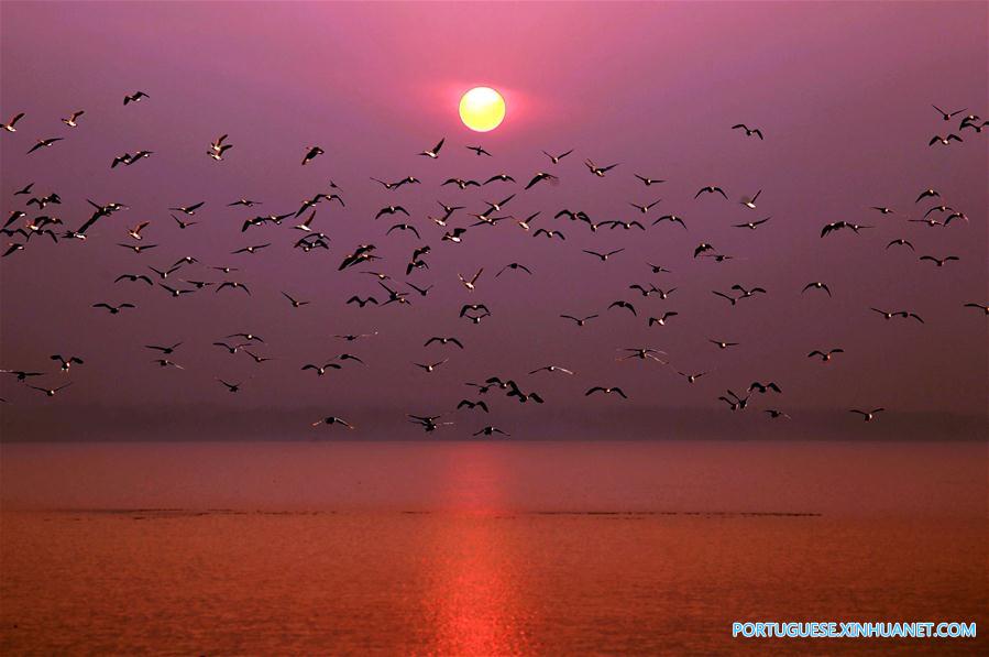 Aves migratórias chegam ao Reservatório de Dongwushi em busca de temperatura mais amena