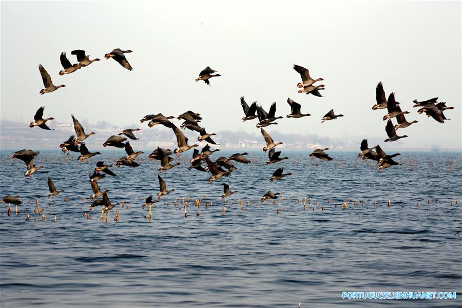 Aves migratórias chegam ao Reservatório de Dongwushi em busca de temperatura mais amena