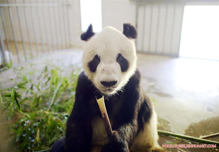 Pandas-gigantes chineses viram febre na internet