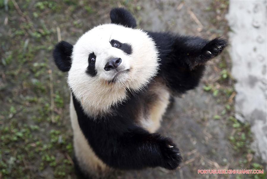 Pandas-gigantes chineses viram febre na internet