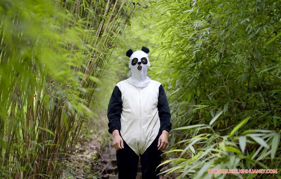 Pandas-gigantes chineses viram febre na internet