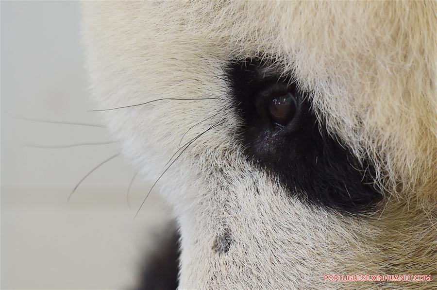 Pandas-gigantes chineses viram febre na internet