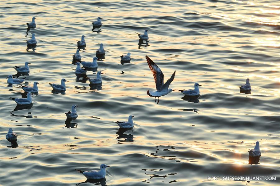 Bando de gaivotas-de-cabeça castanha às costas do Golfo da Tailândia