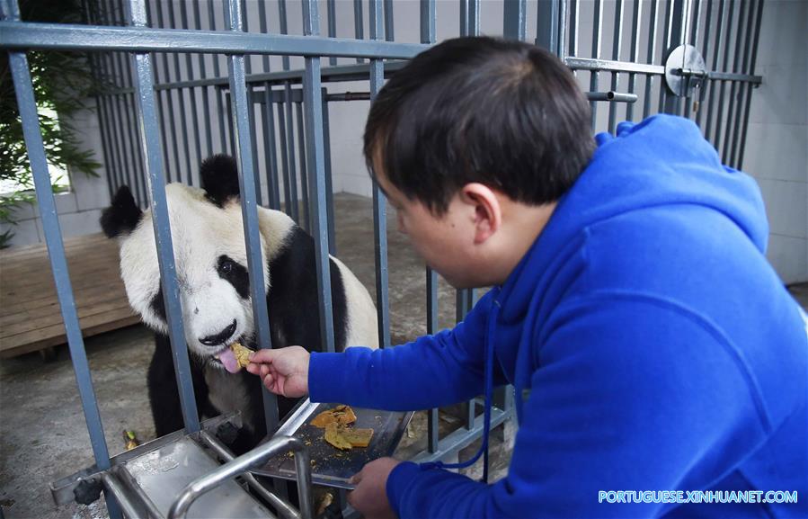 Casa de repouso para pandas idosos em Sichuan