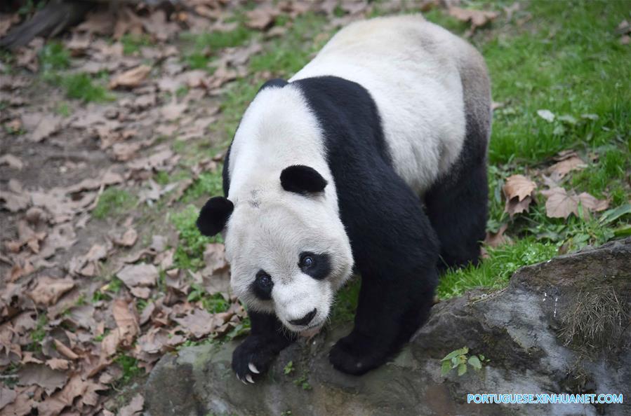Casa de repouso para pandas idosos em Sichuan