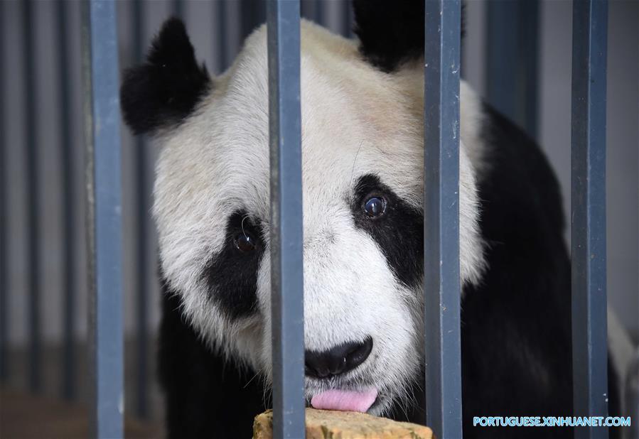 Casa de repouso para pandas idosos em Sichuan