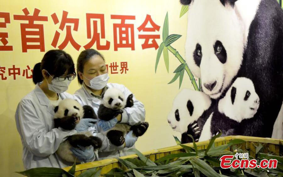 Pandas gêmeos nascidos em Guangzhou estão saudáveis