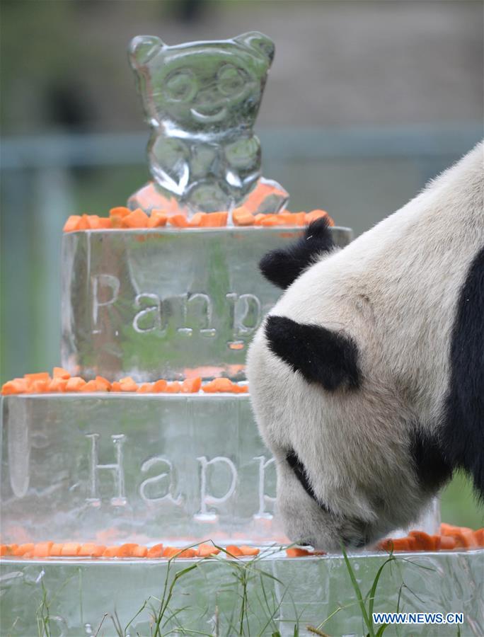 Panda mais velho do mundo morre aos 31 anos