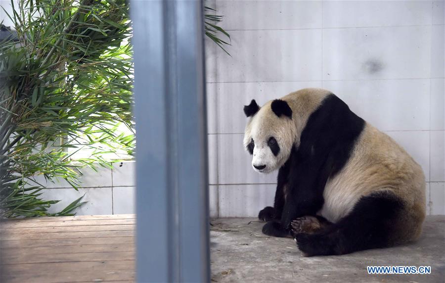 Panda mais velho do mundo morre aos 31 anos