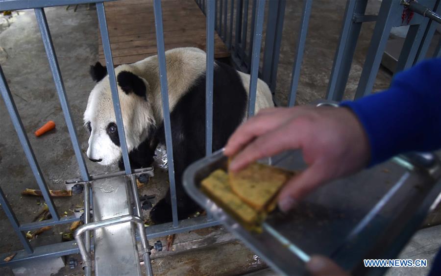 Panda mais velho do mundo morre aos 31 anos