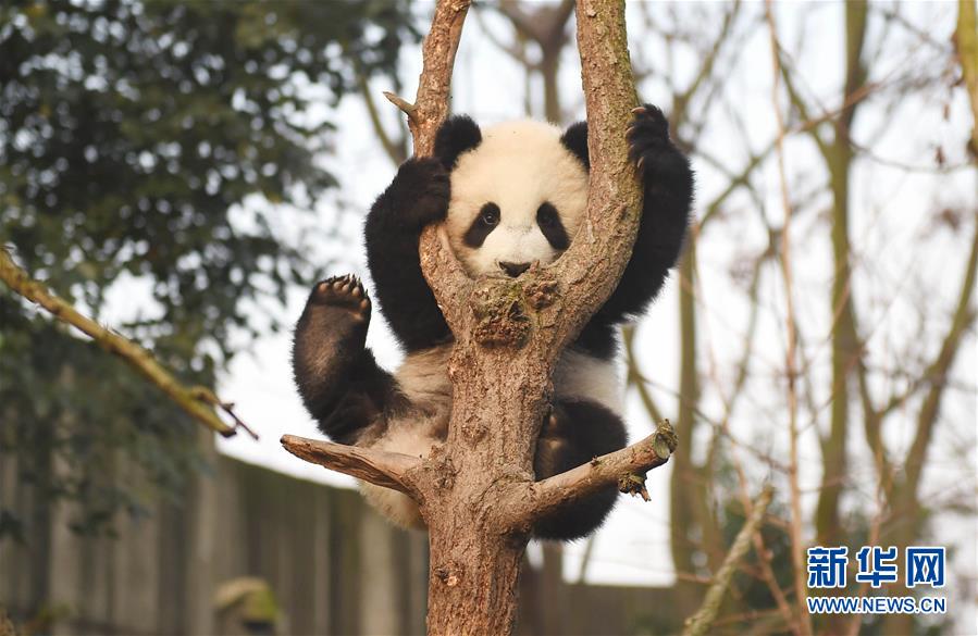 Crias de panda gigante posam para fotografia de ano novo