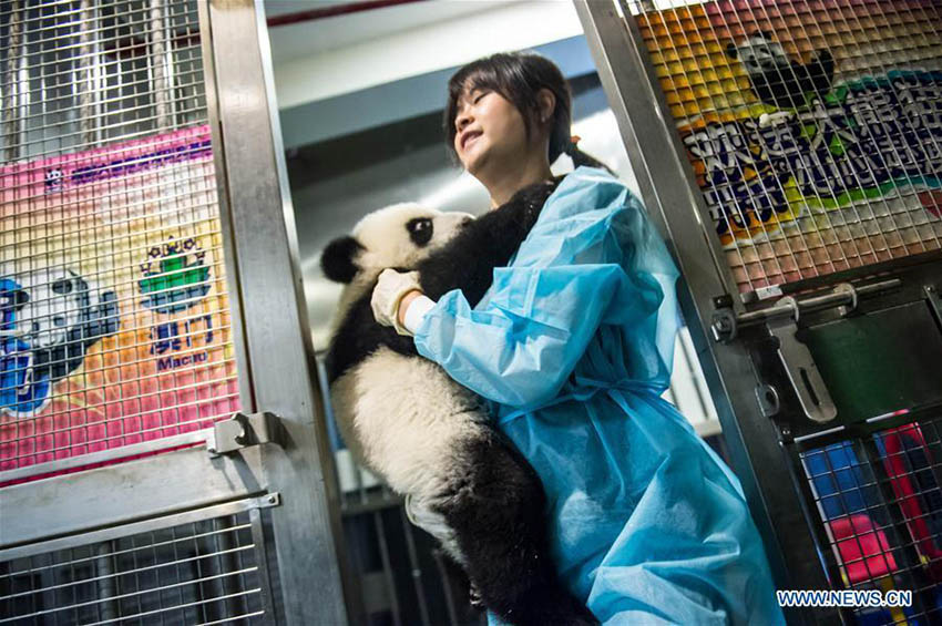 Família de pandas apresentada ao público geral em Macau