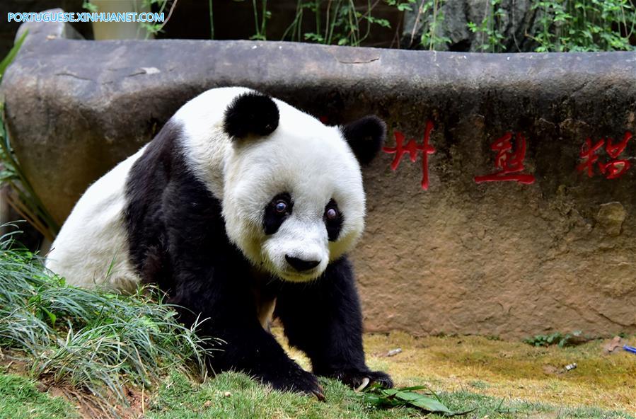 Panda-gigante mais velho do mundo comemora 37 anos de vida