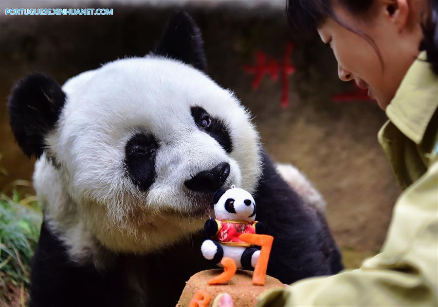 Panda-gigante mais velho do mundo comemora 37 anos de vida