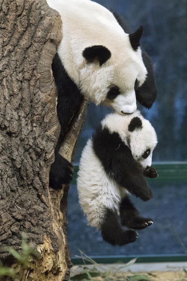 Pandas-gigantes que vivem no exterior felicitam o Ano Novo Lunar