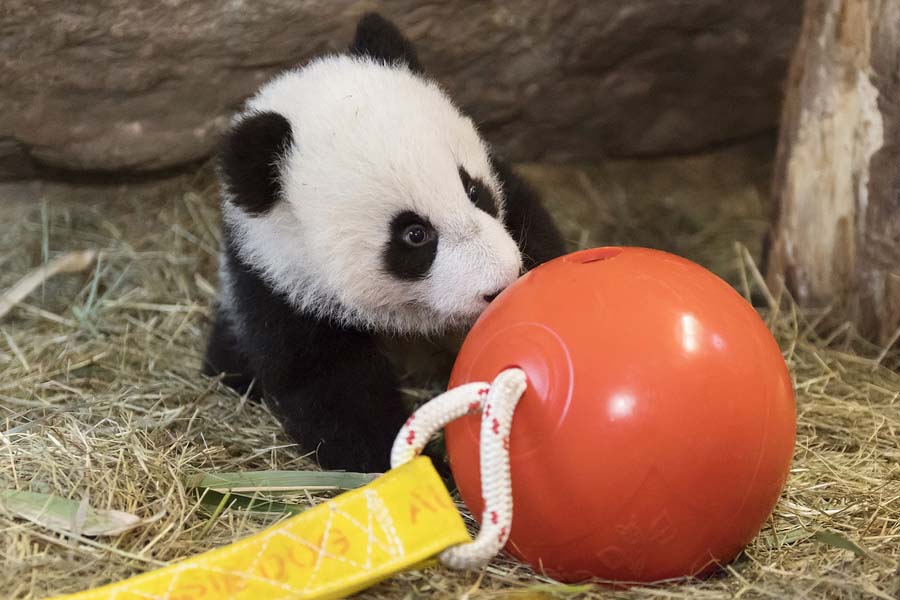 Pandas-gigantes que vivem no exterior felicitam o Ano Novo Lunar