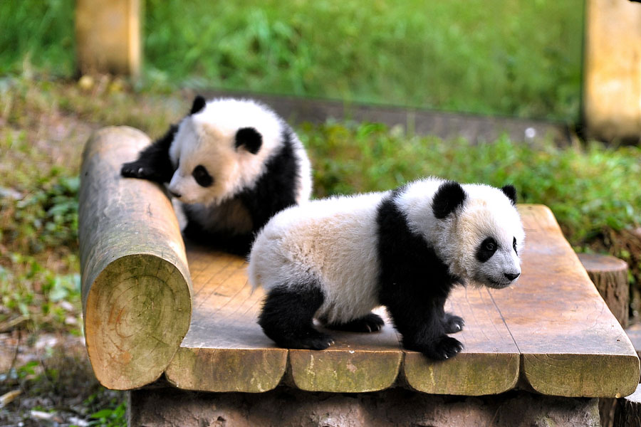 Pandas gêmeos apresentados ao público em Chongqing