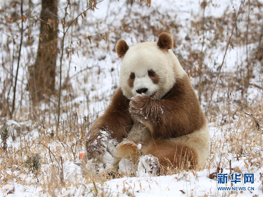 Panda gigante castanho Qi Zai desfruta do inverno nas Montanhas Qinling