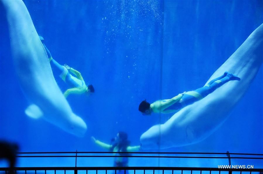 Baleias belugas fazem apresentação de dança no Harbin Polarland