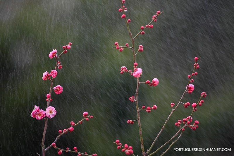 Flores de ameixeira florescem em Jiangsu, no leste da China