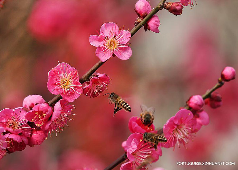 Flores de ameixeira florescem em Jiangsu, no leste da China
