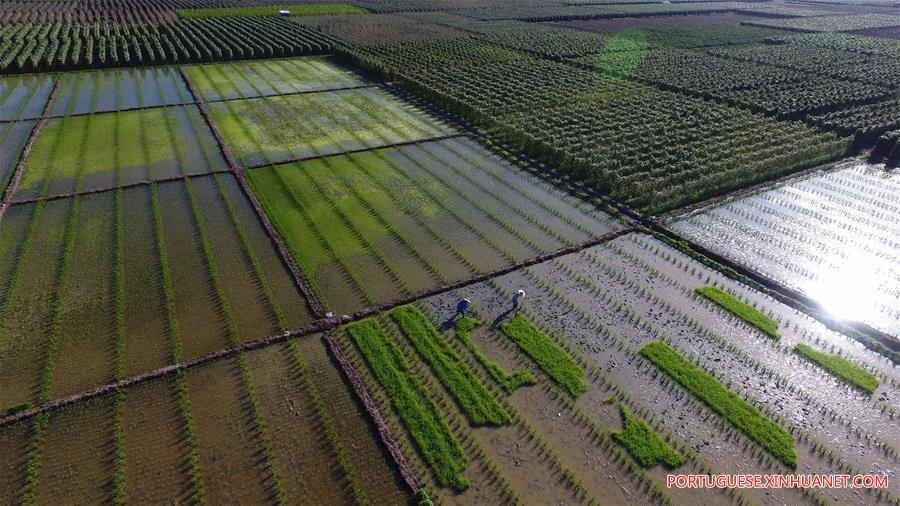 Agricultores de Hainan aram campos durante temporada de aragem da primavera