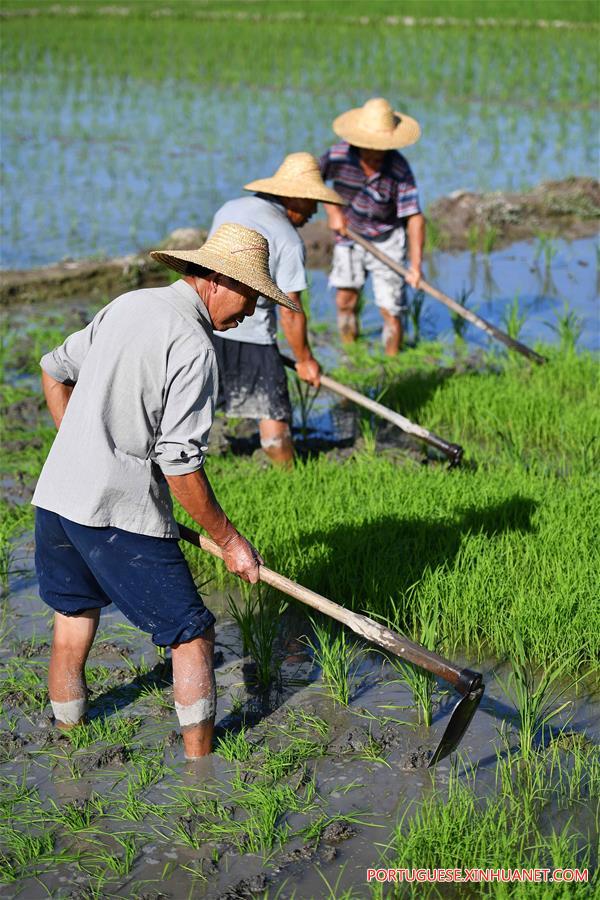 Agricultores de Hainan aram campos durante temporada de aragem da primavera