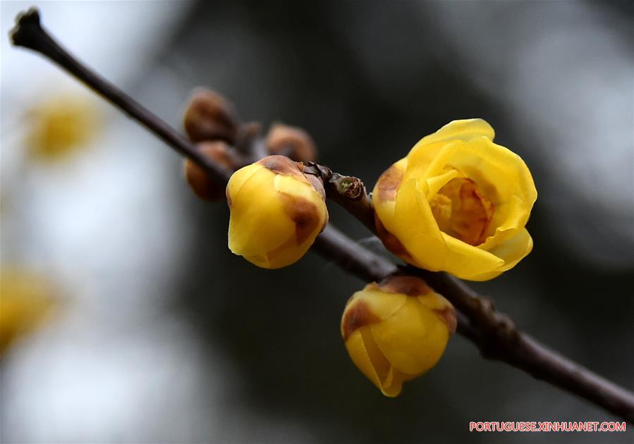 Flores de ameixa florescem no parque Quancheng em Jinan