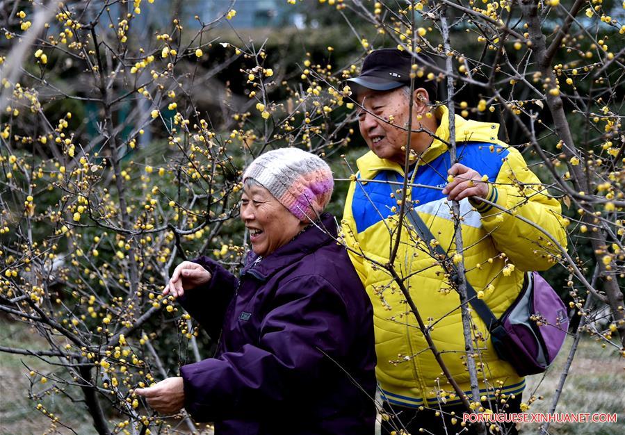 Flores de ameixa florescem no parque Quancheng em Jinan