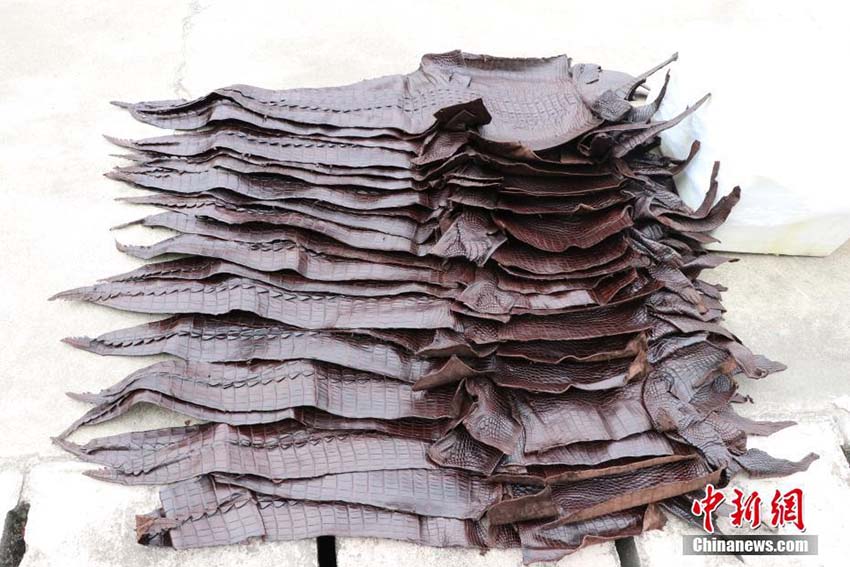 Polícia marítima de Guangxi apreende 1.609 exemplares de pele de crocodilo