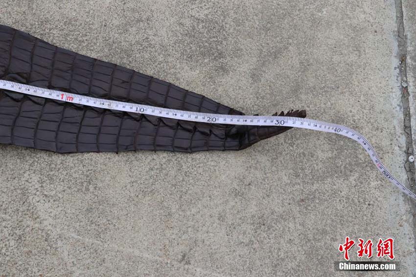 Polícia marítima de Guangxi apreende 1.609 exemplares de pele de crocodilo