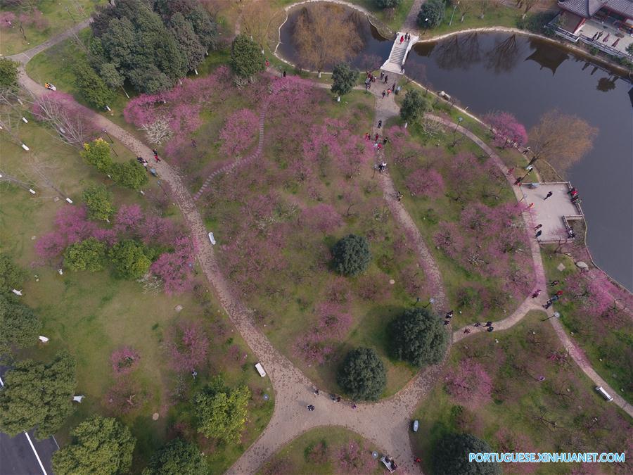 Visitantes apreciam a beleza das flores de ameixa em Changsha no centro da China