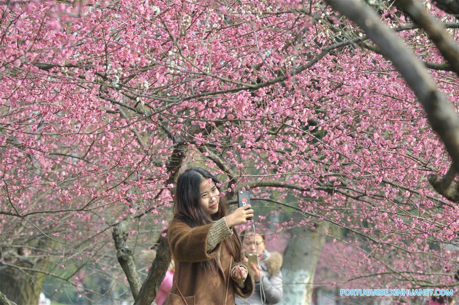 Visitantes apreciam a beleza das flores de ameixa em Changsha no centro da China