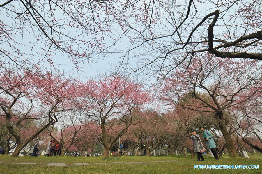 Visitantes apreciam a beleza das flores de ameixa em Changsha no centro da China