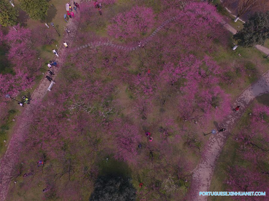 Visitantes apreciam a beleza das flores de ameixa em Changsha no centro da China