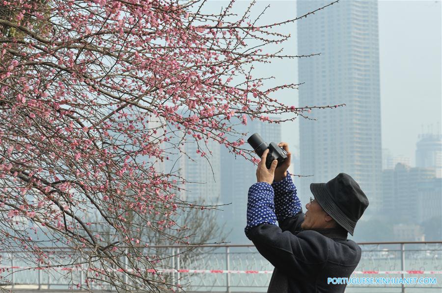 Visitantes apreciam a beleza das flores de ameixa em Changsha no centro da China