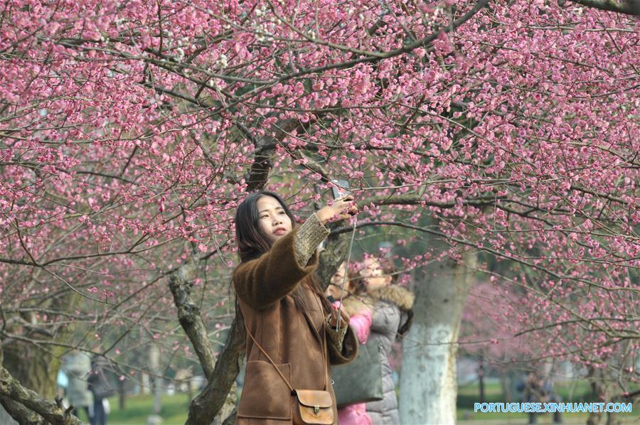 Visitantes apreciam a beleza das flores de ameixa em Changsha no centro da China