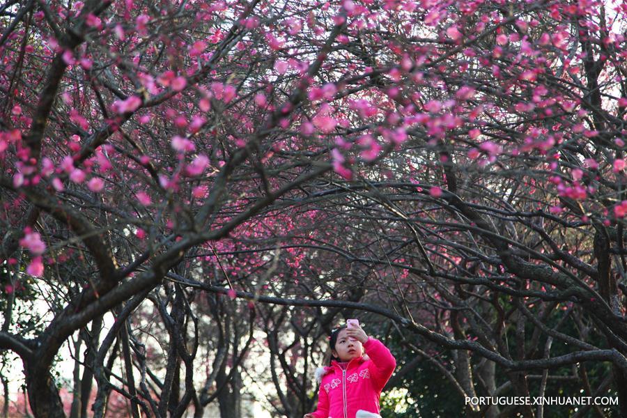 Florescimento das flores de ameixa anuncia a chegada da primavera