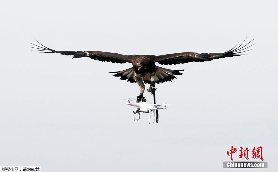 Militar francês treina águias para capturar drones ilegais