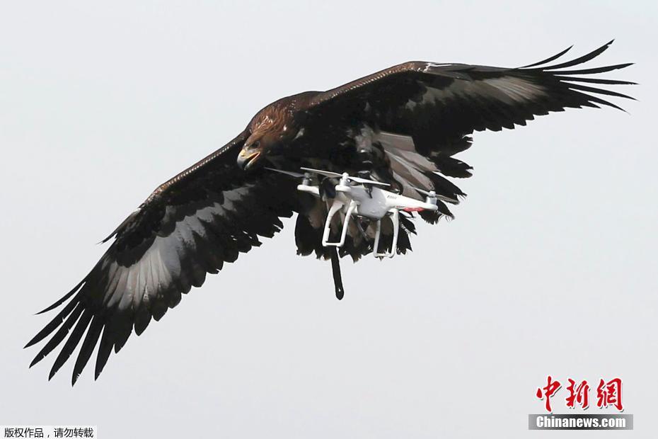 Militar francês treina águias para capturar drones ilegais